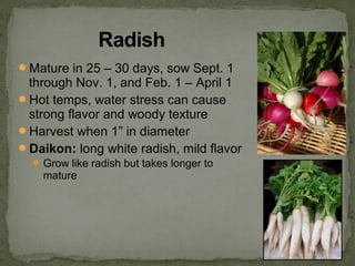 Mature in 25 – 30 days, sow Sept. 1
through Nov. 1, and Feb. 1 – April 1
Hot temps, water stress can cause
strong flavor and woody texture
Harvest when 1” in diameter
Daikon: long white radish, mild flavor
 Grow like radish but takes longer to
mature
 