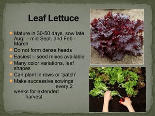 Mature in 30-50 days, sow late
Aug. – mid Sept. and Feb -
March
Do not form dense heads
Easiest – seed mixes available
Many color variations, leaf
shapes
Can plant in rows or ‘patch’
Make successive sowings
every 2
weeks for extended
harvest
 