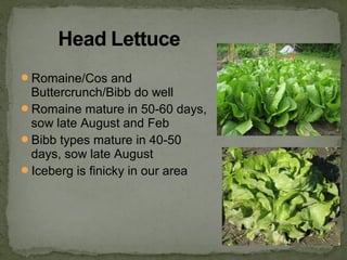 Romaine/Cos and
Buttercrunch/Bibb do well
Romaine mature in 50-60 days,
sow late August and Feb
Bibb types mature in 40-50
days, sow late August
Iceberg is finicky in our area
 