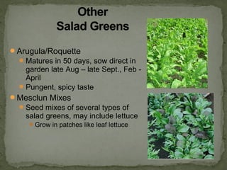 Arugula/Roquette
Matures in 50 days, sow direct in
garden late Aug – late Sept., Feb -
April
Pungent, spicy taste
Mesclun Mixes
Seed mixes of several types of
salad greens, may include lettuce
Grow in patches like leaf lettuce
 