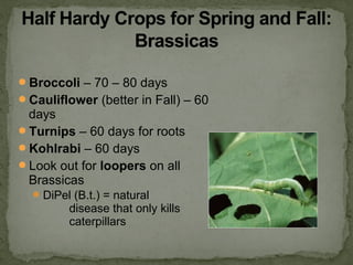 Broccoli – 70 – 80 days
Cauliflower (better in Fall) – 60
days
Turnips – 60 days for roots
Kohlrabi – 60 days
Look out for loopers on all
Brassicas
DiPel (B.t.) = natural
disease that only kills
caterpillars
 