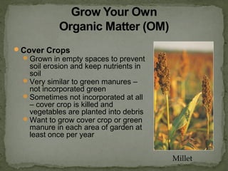 Cover Crops
Grown in empty spaces to prevent
soil erosion and keep nutrients in
soil
Very similar to green manures –
not incorporated green
Sometimes not incorporated at all
– cover crop is killed and
vegetables are planted into debris
Want to grow cover crop or green
manure in each area of garden at
least once per year
Millet
 