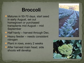 Matures in 50-70 days, start seed
in early August, set out
homegrown or purchased
transplants mid August – mid
September
Half hardy – harvest through Dec.
Heavy feeder – needs consistent
nitrogen
Plant in rows, every 2 weeks
After harvest main head, side
shoots will develop
 