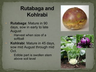 • Rutabaga: Mature in 90
days, sow in early to late
August
• Harvest when size of a
softball
• Kohlrabi: Mature in 45 days,
sow mid August through mid
Oct.
• Edible part is swollen stem
above soil level
 