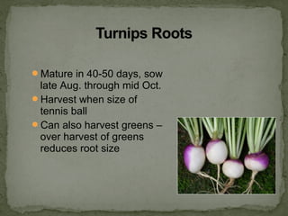 Mature in 40-50 days, sow
late Aug. through mid Oct.
Harvest when size of
tennis ball
Can also harvest greens –
over harvest of greens
reduces root size
 