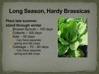 Plant late summer,
stand through winter
Brussel Sprouts – 100 days
Collards – 100 days
Kale - 50 days
Can have separate
spring and fall crops
Cabbage – 70 – 80 days
Can have separate
spring and fall crops
 