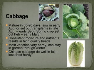 Mature in 65-90 days, sow in early
Aug. or set out transplants in late
Aug. – early Sept. Spring crop set
out Feb – early March
Consistent moisture and nutrients
results in high quality heads
Most varieties very hardy, can stay
in garden through winter
Chinese cabbage do well in fall –
less frost hardy
 