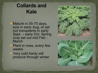 Mature in 55-75 days,
sow in early Aug. or set
out transplants in early
Sept. – early Oct. Spring
crop set out mid Feb -
March
Plant in rows, every few
weeks
Very cold hardy will
produce through winter
 