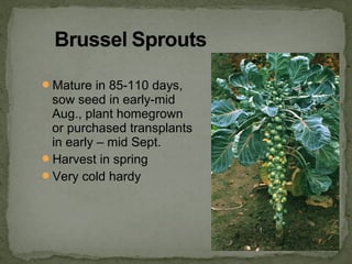 Mature in 85-110 days,
sow seed in early-mid
Aug., plant homegrown
or purchased transplants
in early – mid Sept.
Harvest in spring
Very cold hardy
 