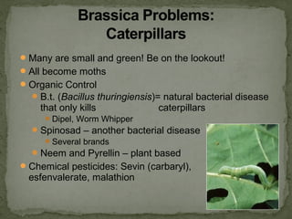 Many are small and green! Be on the lookout!
All become moths
Organic Control
B.t. (Bacillus thuringiensis)= natural bacterial disease
that only kills caterpillars
Dipel, Worm Whipper
Spinosad – another bacterial disease
Several brands
Neem and Pyrellin – plant based
Chemical pesticides: Sevin (carbaryl),
esfenvalerate, malathion
 