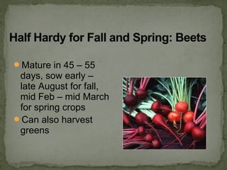 Mature in 45 – 55
days, sow early –
late August for fall,
mid Feb – mid March
for spring crops
Can also harvest
greens
 