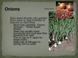  Sow seed directly into gardenSow seed directly into garden
from early to late October tofrom early to late October to
harvest in April-Mayharvest in April-May
 Short Day varieties: ‘Grano’,
‘Granex’, ‘Texas Super
Sweet’
 Seed are usually more
successful and cost less than
growing from sets
 Thin in Jan to 4” apart for
larger bulbs
 Need lots of Nitrogen in
spring, but no sulfur
Onion Sets
 