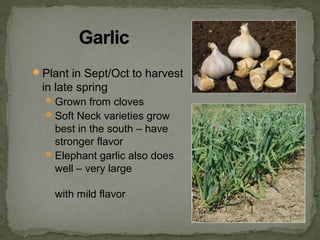 Plant in Sept/Oct to harvest
in late spring
Grown from cloves
Soft Neck varieties grow
best in the south – have
stronger flavor
Elephant garlic also does
well – very large
with mild flavor
 