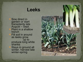 Sow direct in
garden or start
transplants late
August – Sept.
Plant in a shallow
trench
Fill soil in around
as leeks grow
up to
produce long white
shanks
Stays in ground all
winter, harvest late
winter-spring
 