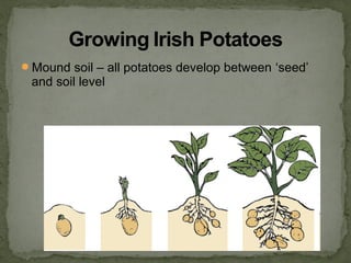 Mound soil – all potatoes develop between ‘seed’
and soil level
 