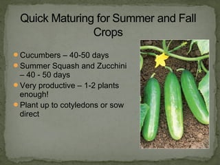Cucumbers – 40-50 days
Summer Squash and Zucchini
– 40 - 50 days
Very productive – 1-2 plants
enough!
Plant up to cotyledons or sow
direct
 