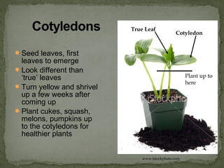Seed leaves, first
leaves to emerge
Look different than
‘true’ leaves
Turn yellow and shrivel
up a few weeks after
coming up
Plant cukes, squash,
melons, pumpkins up
to the cotyledons for
healthier plants
www.istockphoto.com
Cotyledon
True Leaf
Plant up to
here
 