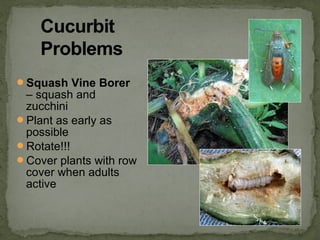 Squash Vine Borer
– squash and
zucchini
Plant as early as
possible
Rotate!!!
Cover plants with row
cover when adults
active
 