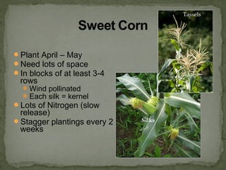 Plant April – May
Need lots of space
In blocks of at least 3-4
rows
Wind pollinated
Each silk = kernel
Lots of Nitrogen (slow
release)
Stagger plantings every 2
weeks
Tassels
Silks
 
