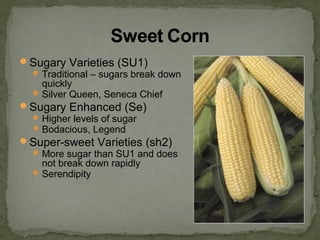 Sugary Varieties (SU1)
Traditional – sugars break down
quickly
Silver Queen, Seneca Chief
Sugary Enhanced (Se)
Higher levels of sugar
Bodacious, Legend
Super-sweet Varieties (sh2)
More sugar than SU1 and does
not break down rapidly
Serendipity
 