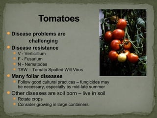 Disease problems are
challenging
Disease resistance
 V - Verticillium
 F - Fusarium
 N - Nematodes
 TSW – Tomato Spotted Wilt Virus
Many foliar diseases
 Follow good cultural practices – fungicides may
be necessary, especially by mid-late summer
Other diseases are soil born – live in soil
 Rotate crops
 Consider growing in large containers
 