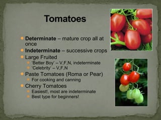 Determinate – mature crop all at
once
Indeterminate – successive crops
Large Fruited
 ‘Better Boy’ – V,F,N, indeterminate
 ‘Celebrity’ – V,F,N
Paste Tomatoes (Roma or Pear)
 For cooking and canning
Cherry Tomatoes
 Easiest!, most are indeterminate
 Best type for beginners!
 