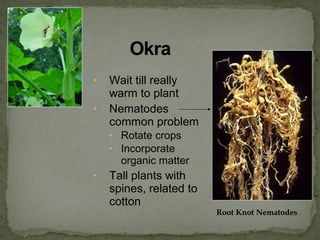 • Wait till really
warm to plant
• Nematodes
common problem
• Rotate crops
• Incorporate
organic matter
• Tall plants with
spines, related to
cotton
Root Knot Nematodes
 