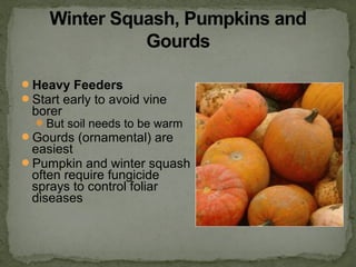 Heavy Feeders
Start early to avoid vine
borer
But soil needs to be warm
Gourds (ornamental) are
easiest
Pumpkin and winter squash
often require fungicide
sprays to control foliar
diseases
 