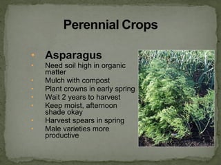 • Asparagus
• Need soil high in organic
matter
• Mulch with compost
• Plant crowns in early spring
• Wait 2 years to harvest
• Keep moist, afternoon
shade okay
• Harvest spears in spring
• Male varieties more
productive
 