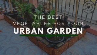 The Best Vegetables For Your Urban Garden