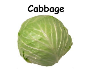 Cabbage