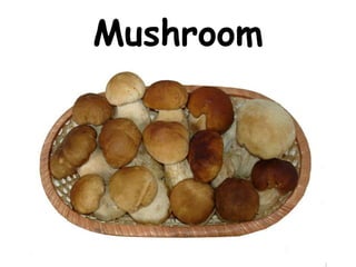Mushroom