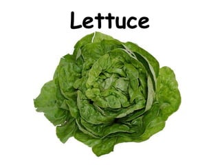 Lettuce
