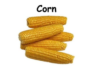 Corn
