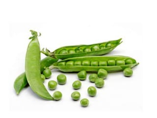 Vegetables vocabulary