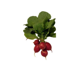 Vegetables vocabulary