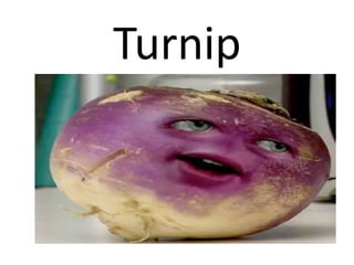 Turnip
 