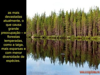 as mais
devastadas
atualmente, o
que causa
grande
preocupação – e
florestas
temperadas,
como a taiga,
mais esparsas e
com menor
diversidade de
espécies.
 