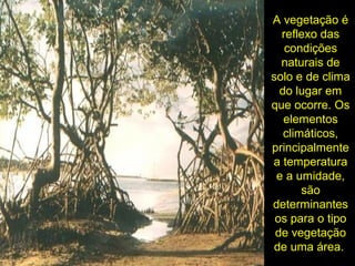 A vegetação é
reflexo das
condições
naturais de
solo e de clima
do lugar em
que ocorre. Os
elementos
climáticos,
principalmente
a temperatura
e a umidade,
são
determinantes
os para o tipo
de vegetação
de uma área.
 