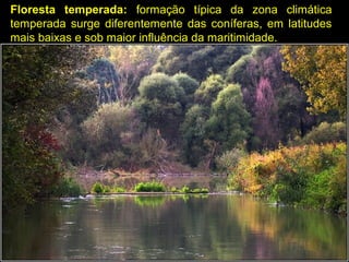 Floresta temperada: formação típica da zona climática
temperada surge diferentemente das coníferas, em latitudes
mais baixas e sob maior influência da maritimidade.
 