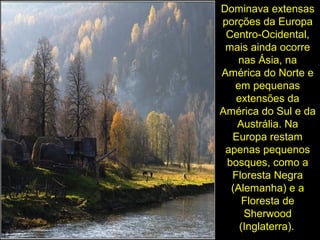 Dominava extensas
porções da Europa
Centro-Ocidental,
mais ainda ocorre
nas Ásia, na
América do Norte e
em pequenas
extensões da
América do Sul e da
Austrália. Na
Europa restam
apenas pequenos
bosques, como a
Floresta Negra
(Alemanha) e a
Floresta de
Sherwood
(Inglaterra).
 