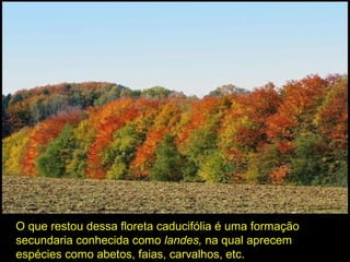 O que restou dessa floreta caducifólia é uma formação
secundaria conhecida como landes, na qual aprecem
espécies como abetos, faias, carvalhos, etc.
 