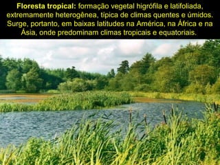 Floresta tropical: formação vegetal higrófila e latifoliada,
extremamente heterogênea, típica de climas quentes e úmidos.
Surge, portanto, em baixas latitudes na América, na África e na
Ásia, onde predominam climas tropicais e equatoriais.
 