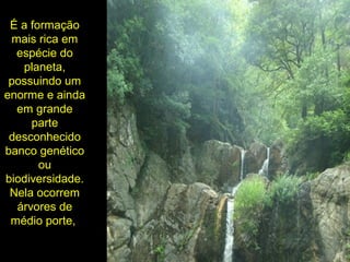 É a formação
mais rica em
espécie do
planeta,
possuindo um
enorme e ainda
em grande
parte
desconhecido
banco genético
ou
biodiversidade.
Nela ocorrem
árvores de
médio porte,
 