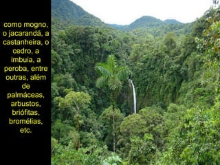 como mogno,
o jacarandá, a
castanheira, o
cedro, a
imbuia, a
peroba, entre
outras, além
de
palmáceas,
arbustos,
briófitas,
bromélias,
etc.
 