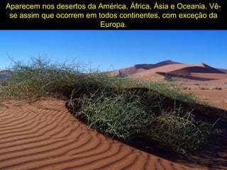 Aparecem nos desertos da América, África, Ásia e Oceania. Vê-
se assim que ocorrem em todos continentes, com exceção da
Europa.
 