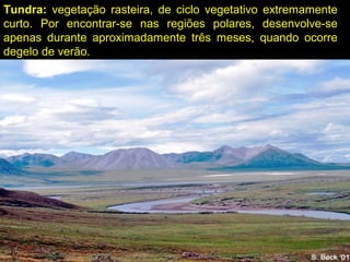 Tundra: vegetação rasteira, de ciclo vegetativo extremamente
curto. Por encontrar-se nas regiões polares, desenvolve-se
apenas durante aproximadamente três meses, quando ocorre
degelo de verão.
 