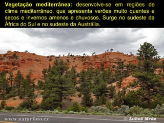 Vegetação mediterrânea: desenvolve-se em regiões de
clima mediterrâneo, que apresenta verões muito quentes e
secos e invernos amenos e chuvosos. Surge no sudeste da
África do Sul e no sudeste da Austrália.
 