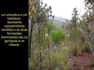 um arbustivo e um
herbáceo.
Apresenta
características
xerófilas e as duas
formações
dominantes são os
garrigues e os
maquis.
 