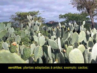 xerófilas: plantas adaptadas à aridez; exemplo: cactos;
 
